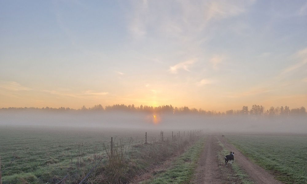 Dimmig åkermark i gryningen