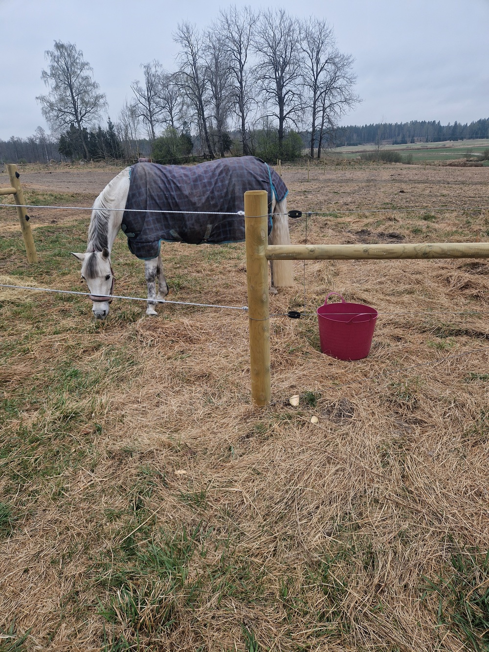 Paddock och hage för hästar